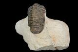 Bargain, Crotalocephalina Trilobite - Atchana, Morocco #119895-1